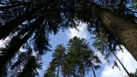 View from below into the tops of the fir trees with clouds in the sky. Stock Footage 138161064