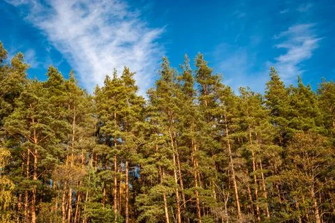 View from below on the tops of pine trees against a blue sky with covers. Nat Stock Photos