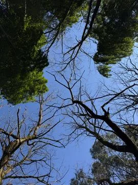 View from below of tree branches, some bare and some with green leaves Stock Photos