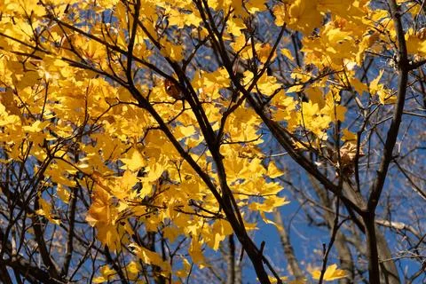 View from below of a tree canopy with vibrant yellow autumn leaves against th Stock Photos