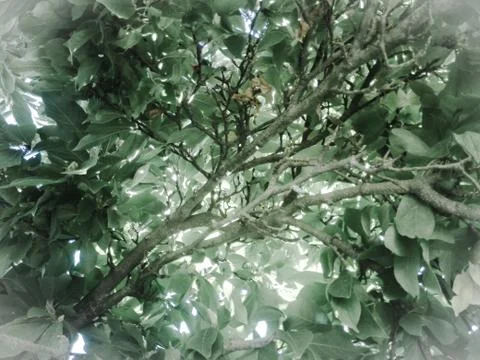 View from below of a tree full of green leaves. Stock Photos