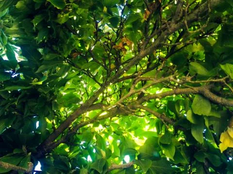 View from below of a tree full of green leaves. Stock Photos