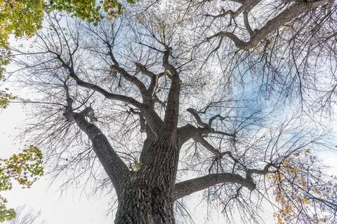 View from below of a tree with its leafless branches against a cloudy sky. Stock Photos