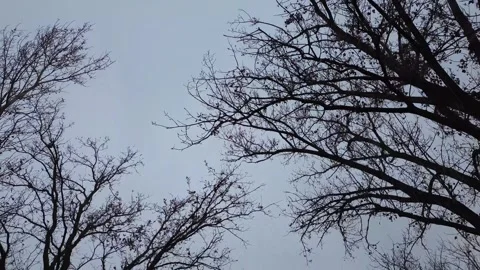 View from below of trees and sky Vidéo 294981541