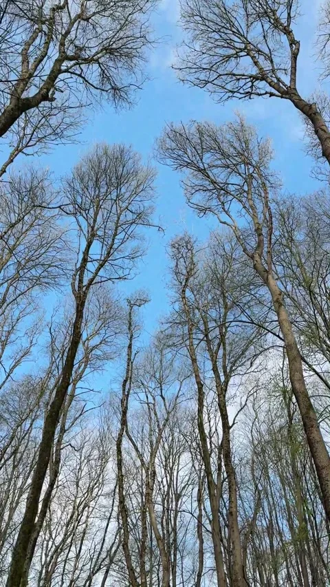 View from below of trees and sky. 스톡 동영상 333242455