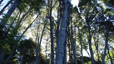 View from below of the trees in a Bariloche forest Stock Footage 162390674