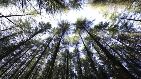 View from below of the trees of a forest Video stock 224452079