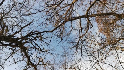 View from below of the trees without leaves and clear blue sky 스톡 동영상 145660000