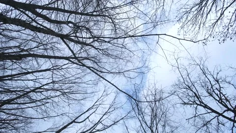 View from below of the trees without leaves and clear blue sky. Stock Footage 195154965