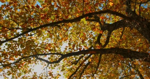 View from below of trees with yellow, orange and green leaves, in Autumn. Stock Footage 164873821