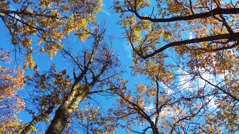 View from below of treetops in autumn in motion. Stock Footage 291639017