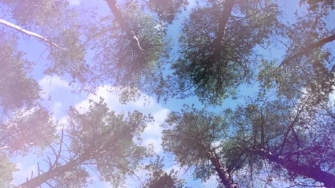 A view from below of the treetops Stock Footage 341317185