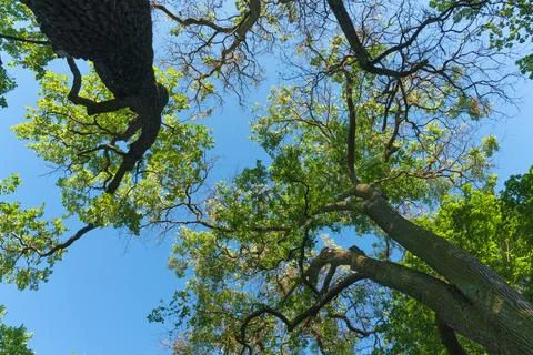 View from below to the treetops Stock Photos