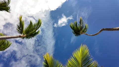View from Below into the Treetops of Tall Palm Trees Against a Blue Sky wit.. Video stock 275444690