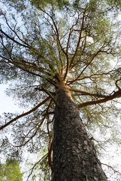 View from below on the trunk of a branching pine under the rays of the sun Stock-Fotos
