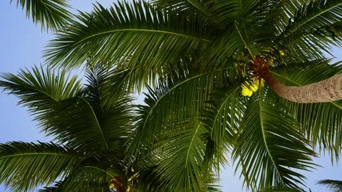 A view from below of two coconut palms and the sky in the wind. Video stock 332571691