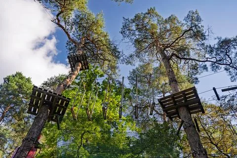 A view from below of two tall pine trees with wooden platforms at different.. Stockfoto's
