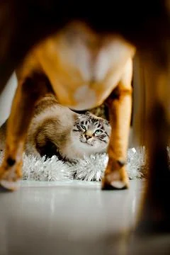 A view from below from under the dog's paws of a disgruntled tabby cat who lo Stock Photos