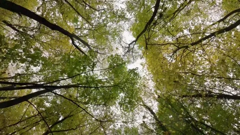 View from below: A unique perspective looking up at the fall canopy of trees Stock Footage 262320569