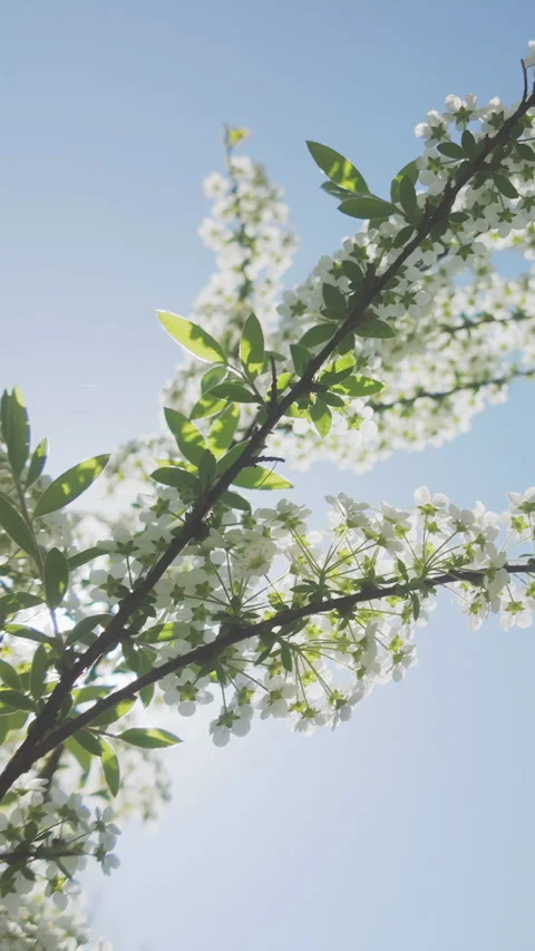 View from below of white flowers of blooming Spiraea Meadowsweet against blue Vídeo Stock 333920973
