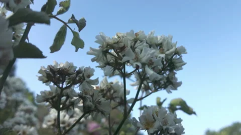 View from below of white Multiflora roses (Rosa multiflora) sway in breeze Stock Footage 314627325