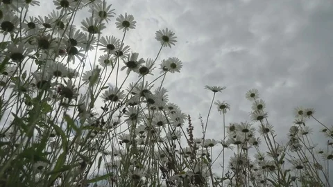 View from below on wild flowers chamomile before rain. Beautiful flowering Stock-Footage 80011341