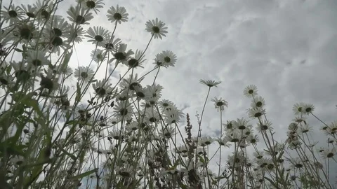 View from below on wild flowers chamomile before rain. Beautiful flowering Stock Footage 80133133