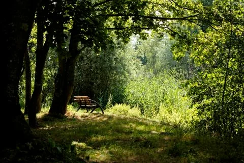 A view of a bench in the forest in front of a river during a sunny morning Stock Photos