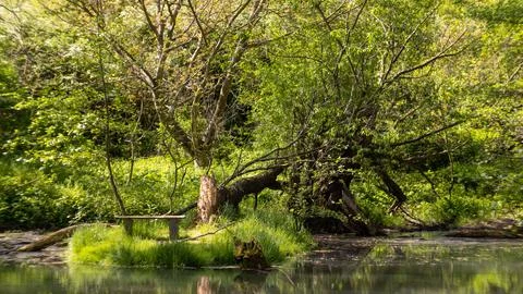 View of the bench in the green forest by the pond Stock Photos