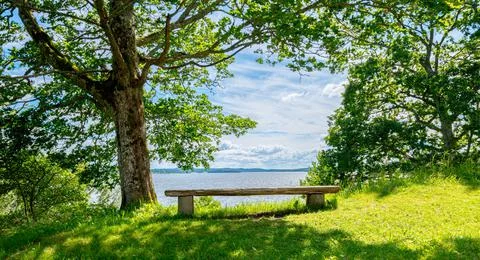 View from a bench under a tree by a lake Stock Photos
