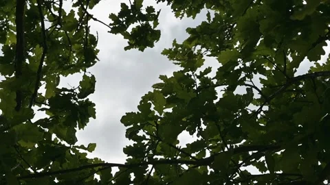 View from beneath a leafy canopy, showing branches and clouds above. The focus Stock Footage 339024324