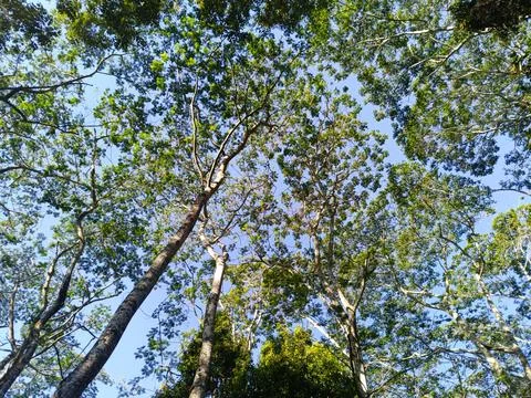 A view from beneath the lush trees against a backdrop of a clear blue sky. Fotos Stock