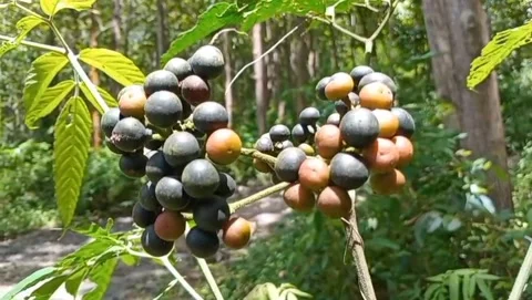 View of berries with tall trees. 库存影片 331243536