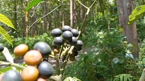 View of berries with tropical forest trees. 库存影片 331243426