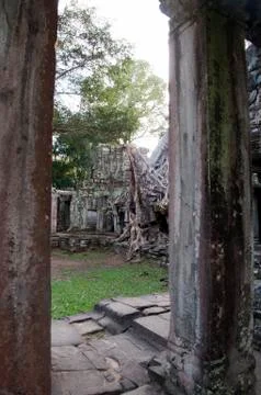 View between columns of spung tree roots encasing the wall  at Preah Khan temple Stock Photos