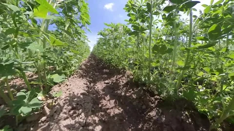View between field beans at the field in summer Stock Footage 276481272