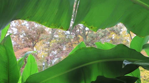 View Between The Leaves Stock Footage 60108576