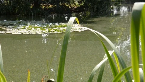 View between the leaves of the pond and water lilies. Stock Footage 118451222