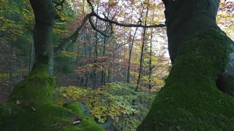View between mossy branches of old beech tree in autumn forest nature Stock Footage 292808824