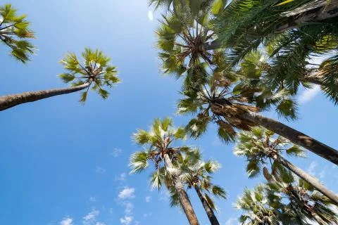 View between palm fronds through the sky, palms Palmwag Lodge Stock Photos