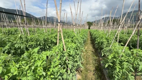 View between rows of tomato plants supported by wooden stakes shows upward Stock Footage 328171401
