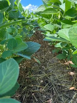 View between soybean plants Stock Photos