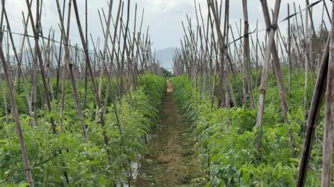 View between tomato rows with wooden stakes shows healthy plants growing upward Stock Footage 329276095