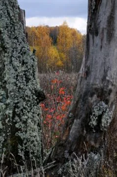 View between tree trunks Stock Photos