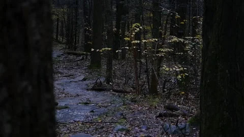 View between tree trunks of a stream in dense forest Video stock 153522069