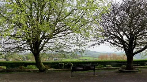 View between trees on Abbey walk Stock-Footage 136983282