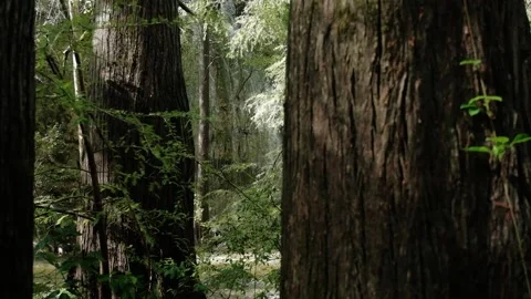View between the trees of beautiful waterfall, paradise forest landscape, Video stock 225639899