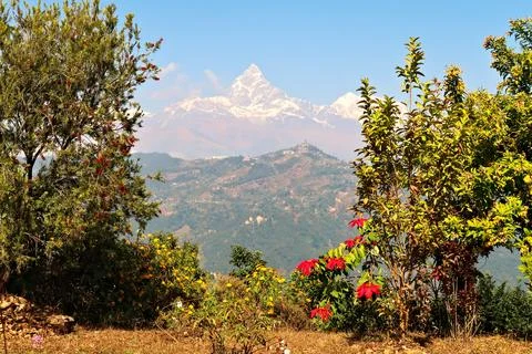 View between the trees onto the snow capped peak of Mount Machapuchare, on .. Foto stock