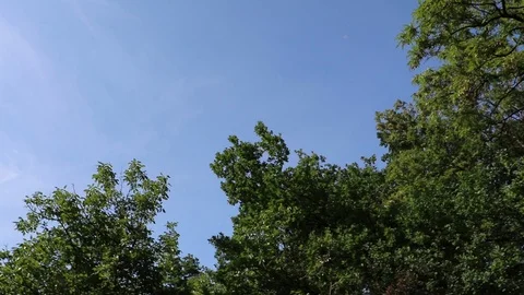 View between trees on wind turbines Stock Footage 89906721