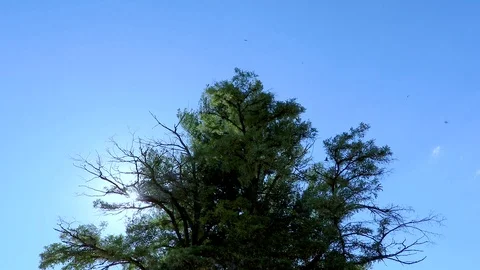 View between trees on wind turbines Stock Footage 90094807